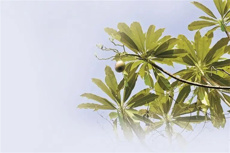 路边这种小果子，别捡！别吃！近期大量出现......