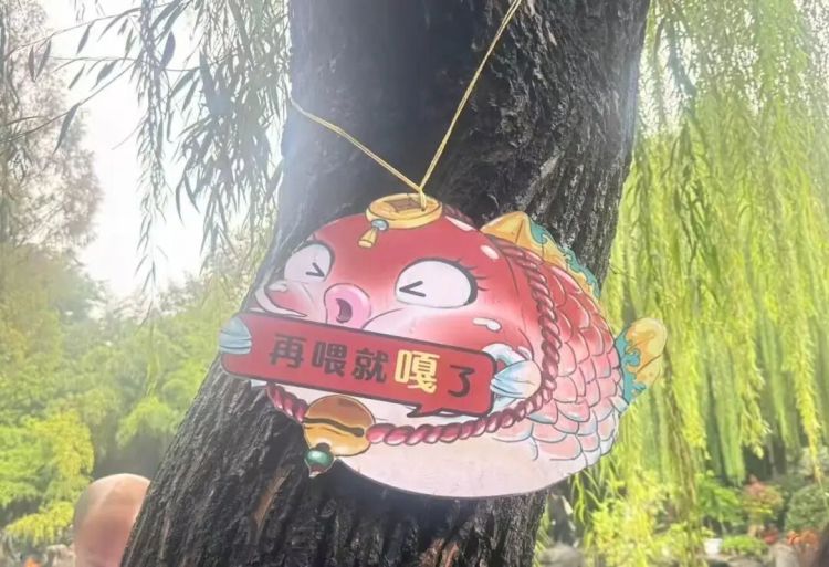 趵突泉锦鲤胖成“猪鲤”，景区：生活安逸，游客过多投喂会增加其身体负担