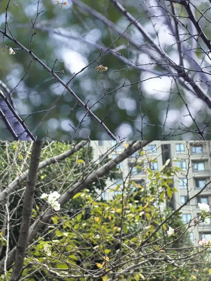 杭州10月樱花乱开，桂花：礼貌吗？