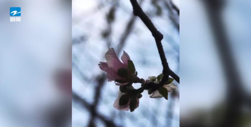 太反常！樱花开了！桂花谢了…浙江降温有准信儿了！