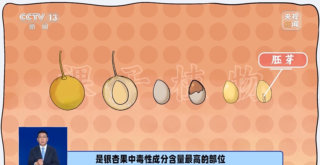 路边这种小果子，别捡！别吃！近期大量出现......