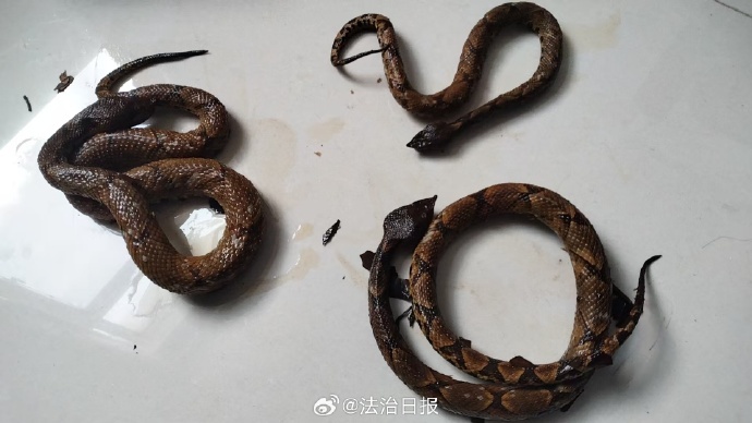 男子轻信“毒蛇泡酒能治风湿”，捕猎“五步蛇”遭蛇咬致残，因非法狩猎野生动物被刑拘