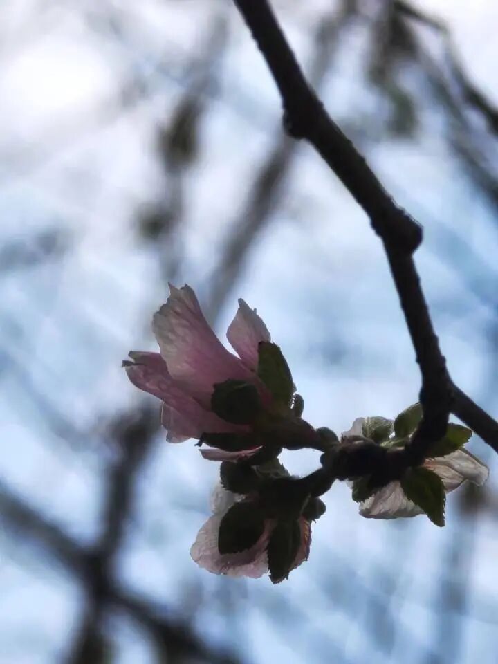 杭州10月樱花乱开，桂花：礼貌吗？