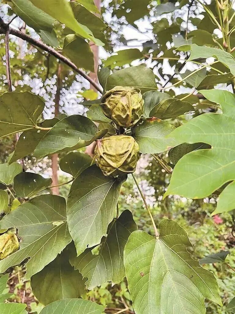路边这种小果子，别捡！别吃！近期大量出现......
