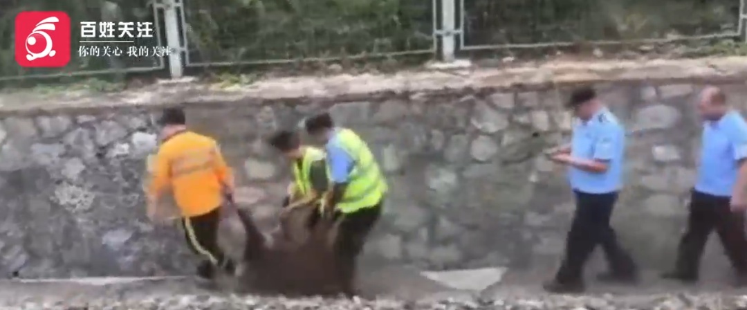 野猪闯入轨道撞上行驶列车当场死亡！列车被迫停运，铁路局回应