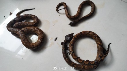 男子轻信治病偏方 非法狩猎被刑拘