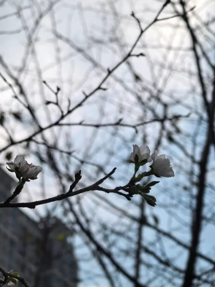 杭州10月樱花乱开，桂花：礼貌吗？