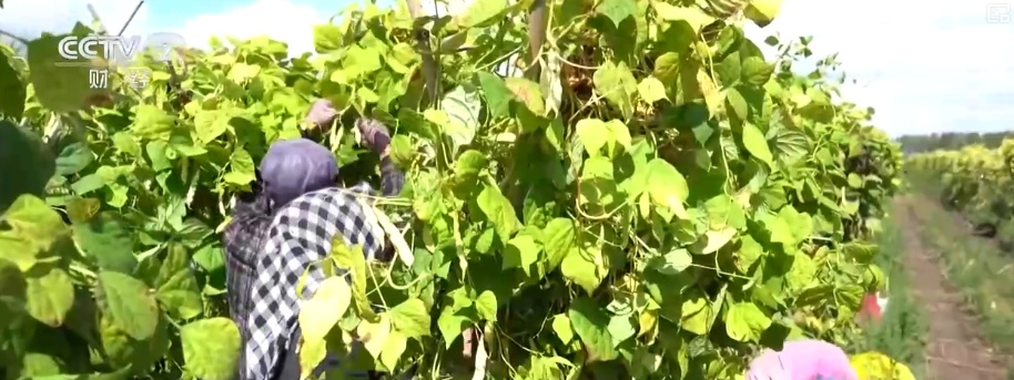 “北菜”端上南方人家餐桌 “通道+枢纽+网络”现代物流体系夯实北菜南运基础