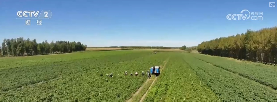 “北菜”端上南方人家餐桌 “通道+枢纽+网络”现代物流体系夯实北菜南运基础