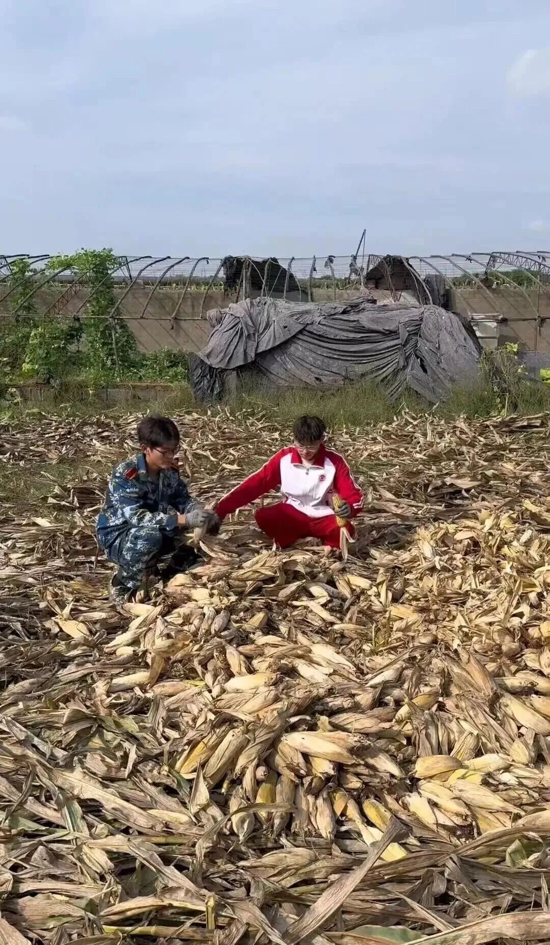 放假8天,大学生回家掰了7天半玉米!“我多弯一次腰,父母就少吃一点苦” 放假8天,大学生回家掰了7天半玉米!“我多弯一次腰,父母就少吃一点苦”