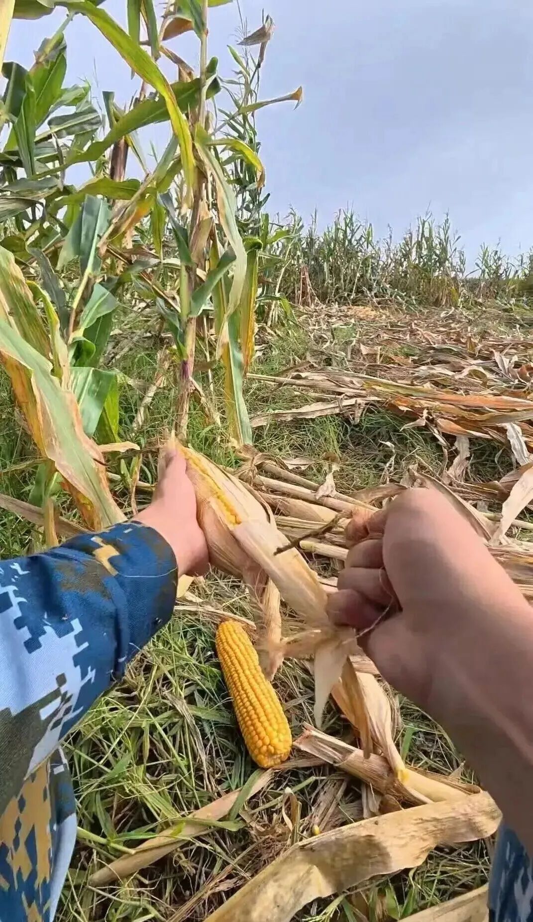 放假8天,大学生回家掰了7天半玉米!“我多弯一次腰,父母就少吃一点苦” 放假8天,大学生回家掰了7天半玉米!“我多弯一次腰,父母就少吃一点苦”