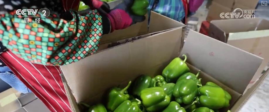 “北菜”端上南方人家餐桌 “通道+枢纽+网络”现代物流体系夯实北菜南运基础