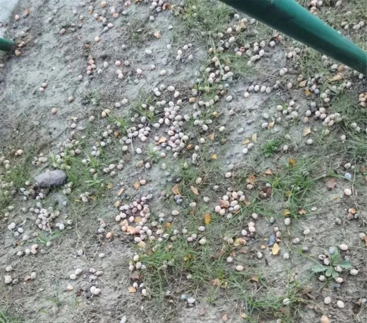 街头大量出现掉落的银杏果，紧急提醒：千万别乱吃！