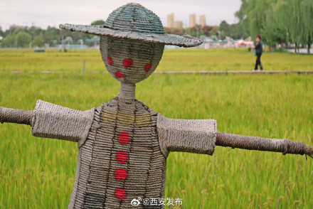 长安公园稻浪黄 都市田园入画来