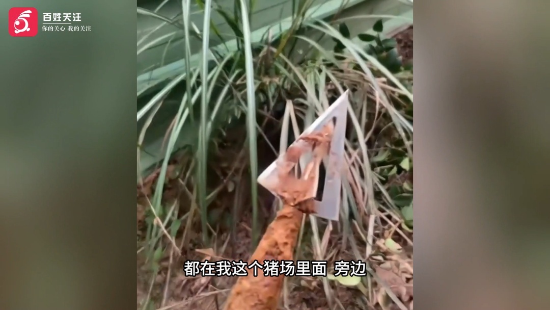 养猪场的猪接连失踪，主人怀疑猪惨遭“空袭”：十五根左右，射下来的铁很重的