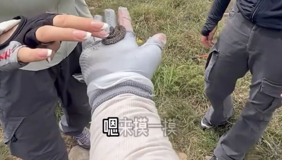 "好玩不好玩？"驴友爬山捡到小蛇后轮流抚摸！专家：有剧毒…