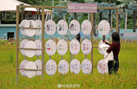 长安公园稻浪黄 都市田园入画来