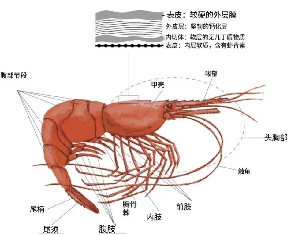 同为极地“虾兵”，为何我们常吃北极甜虾，少见南极磷虾？