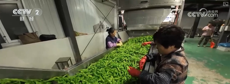 “北菜”端上南方人家餐桌 “通道+枢纽+网络”现代物流体系夯实北菜南运基础