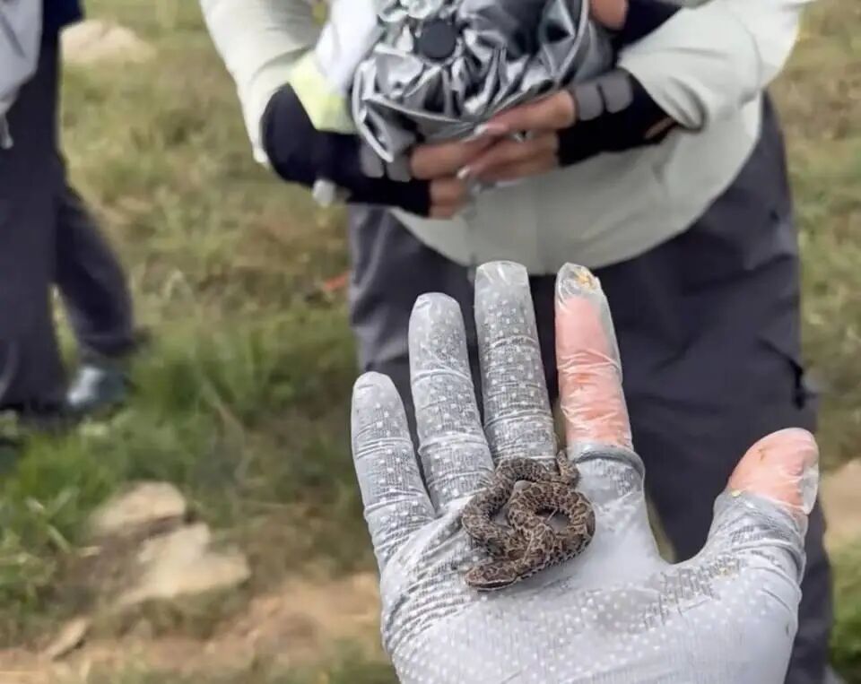 "好玩不好玩？"驴友爬山捡到小蛇后轮流抚摸！专家：有剧毒…
