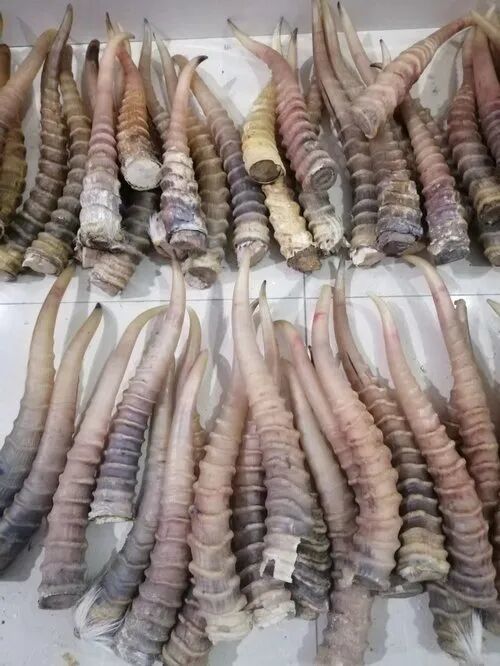 团伙走私高鼻羚羊角1474根！6人获刑！