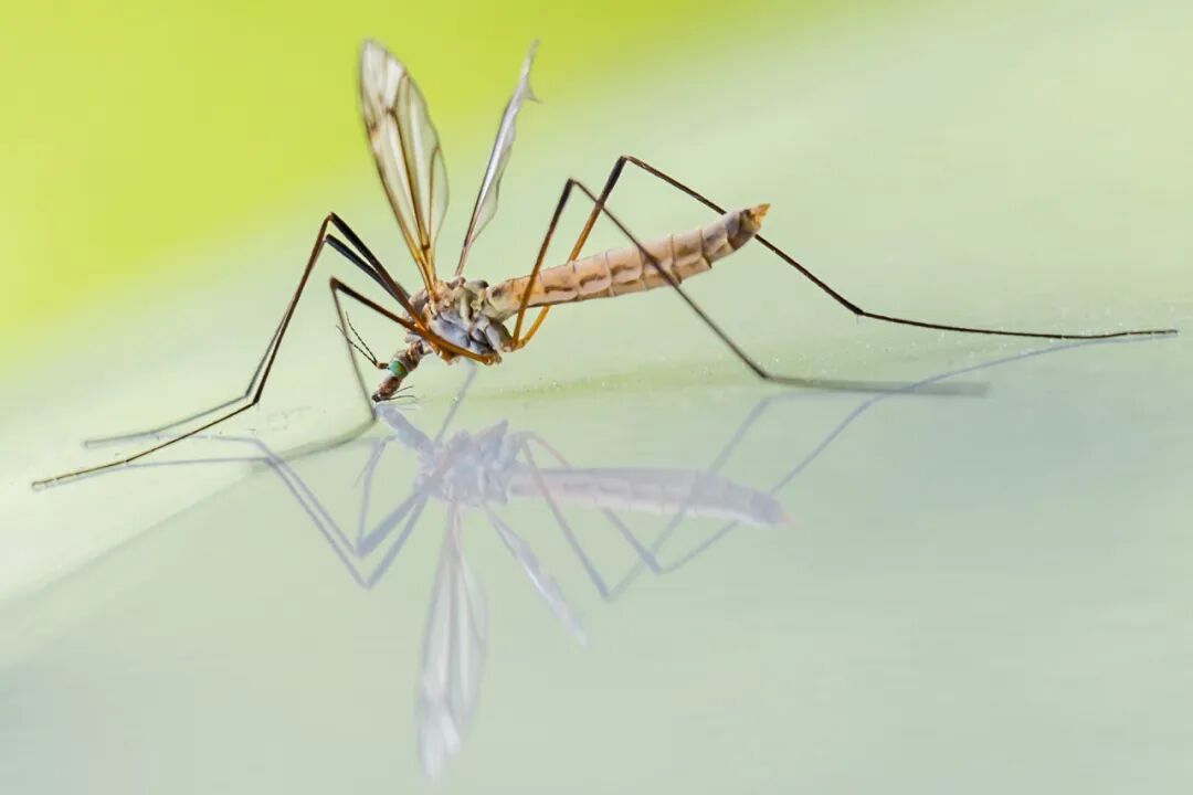 “半小时被咬12个包”！上海人崩溃！都10月了，蚊子怎么比夏天还多？如何防蚊、驱蚊？