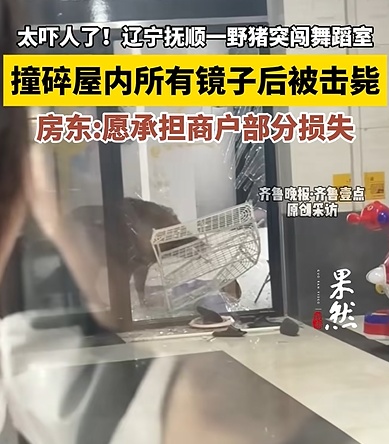 一野猪突闯舞蹈室，撞碎屋内所有镜子后被击毙