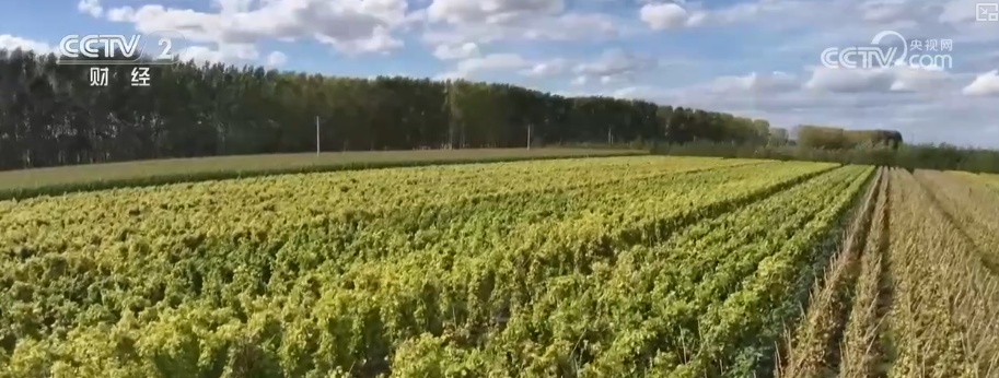 “北菜”端上南方人家餐桌 “通道+枢纽+网络”现代物流体系夯实北菜南运基础