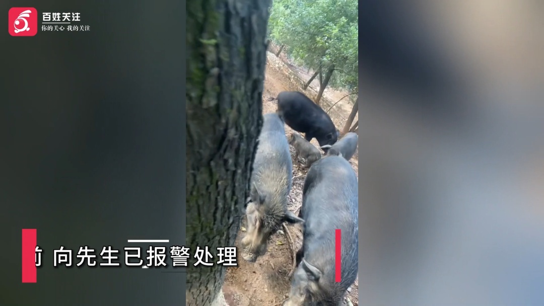 养猪场的猪接连失踪，主人怀疑猪惨遭“空袭”：十五根左右，射下来的铁很重的