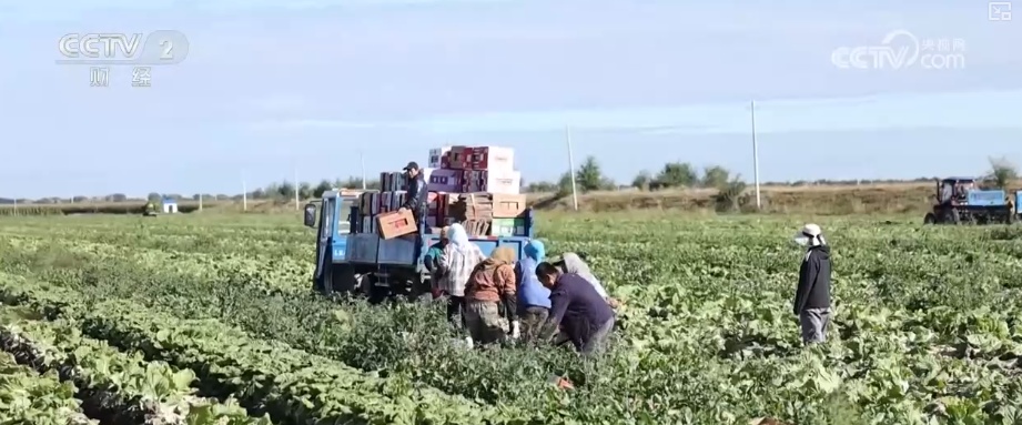 “北菜”端上南方人家餐桌 “通道+枢纽+网络”现代物流体系夯实北菜南运基础