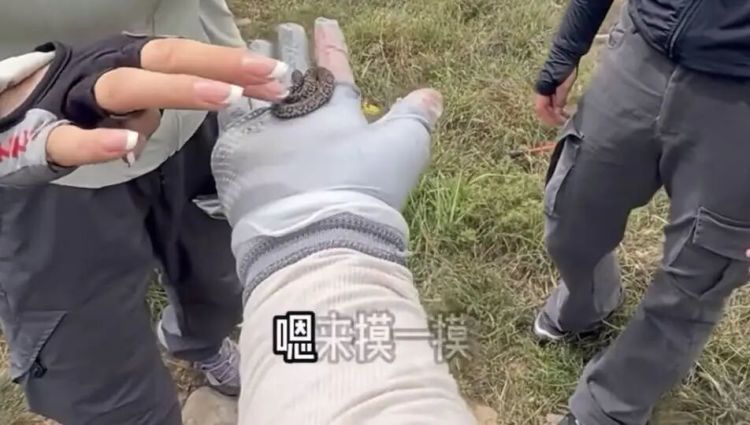 “好玩不好玩？”驴友爬山捡到小蛇后轮流抚摸！专家：有剧毒……