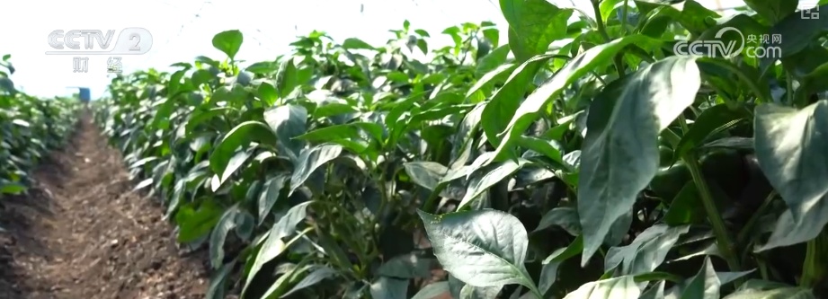 “北菜”端上南方人家餐桌 “通道+枢纽+网络”现代物流体系夯实北菜南运基础