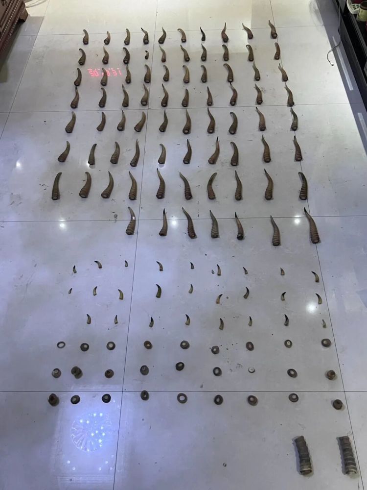 团伙走私高鼻羚羊角1474根！6人获刑！