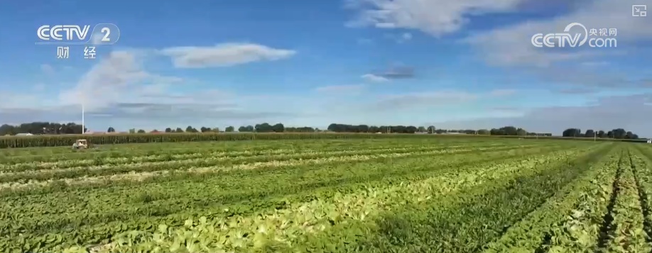 “北菜”端上南方人家餐桌 “通道+枢纽+网络”现代物流体系夯实北菜南运基础