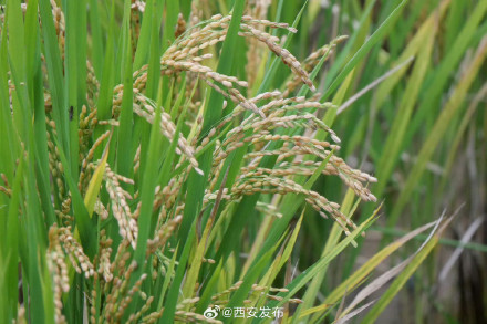 长安公园稻浪黄 都市田园入画来