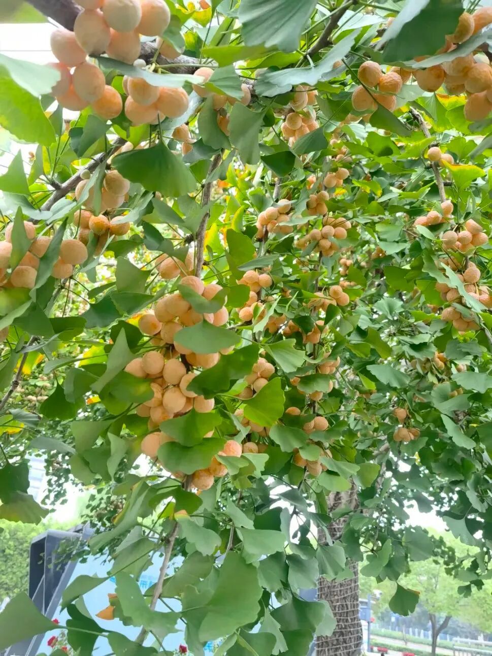 西安街头大量出现! 紧急提醒：千万别乱吃