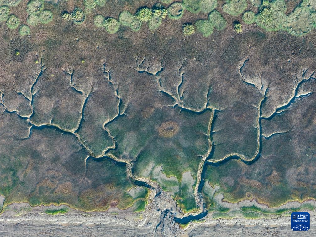 潮落钱塘 “树”生潮汐 潮落钱塘 “树”生潮汐