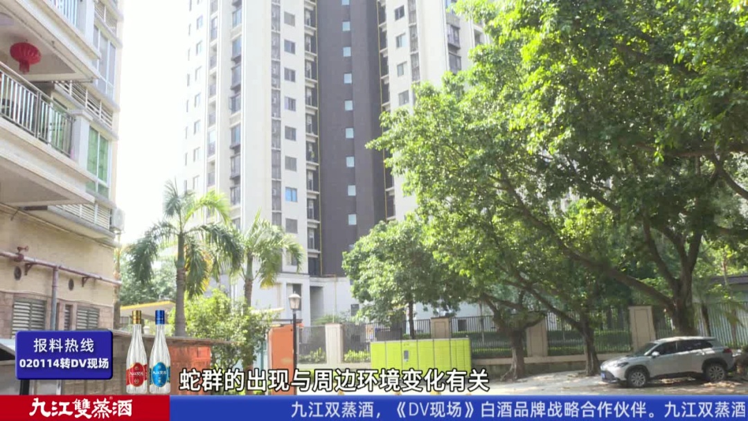 头皮发麻！广州一小区疑有蛇窝，有蛇曾钻进鞋里……
