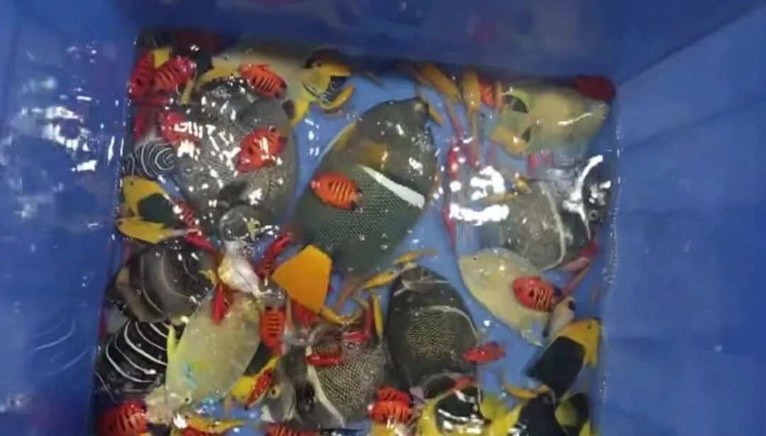 192条！拱北海关查获→
