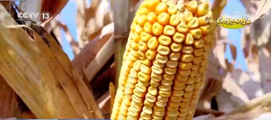 田间地头处处好“丰”景 机械化助力秋收“加速度”