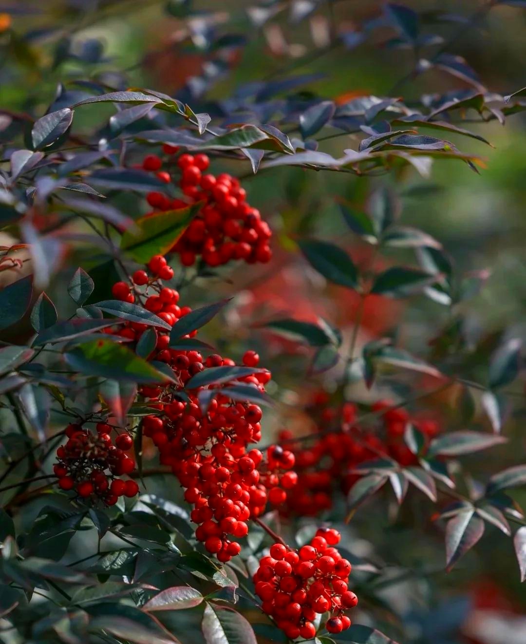 秋天到了，这种“炸裂”的野果你吃过没？