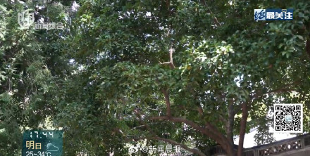 上海10月初热过埃及了 上海热到植物内分泌失调
