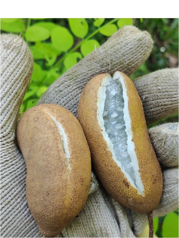 秋天到了，这种“炸裂”的野果你吃过没？