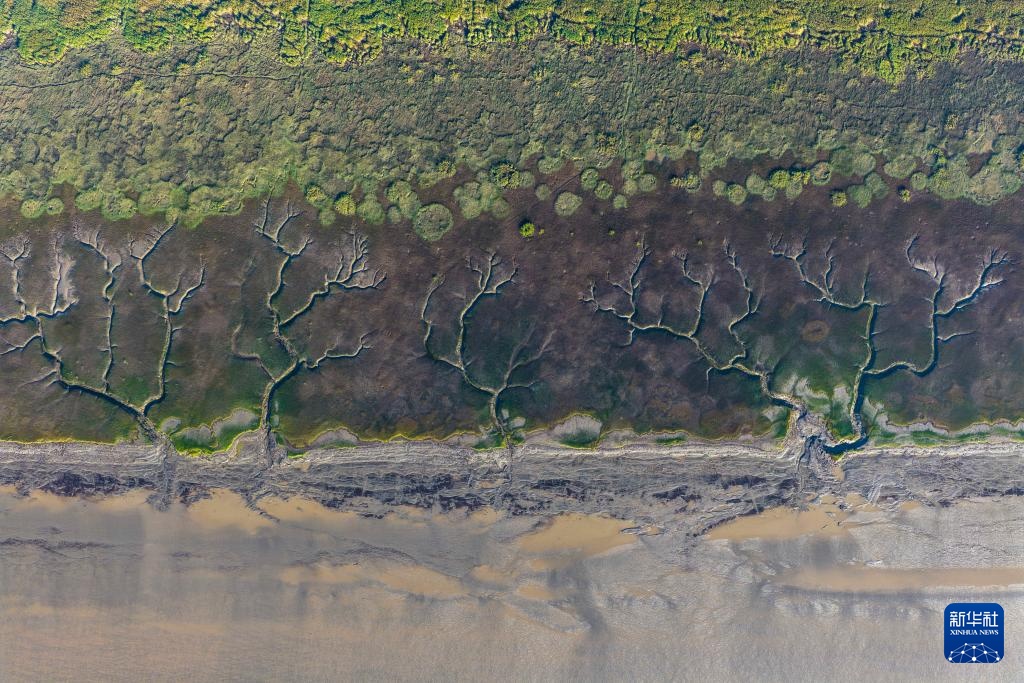 潮落钱塘 “树”生潮汐 潮落钱塘 “树”生潮汐