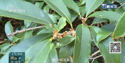 上海10月初热过埃及了 上海热到植物内分泌失调