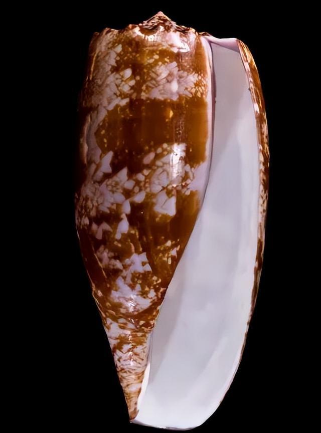 千万网友惊出一身冷汗！这种海螺可短时间致死，遇到千万别碰！