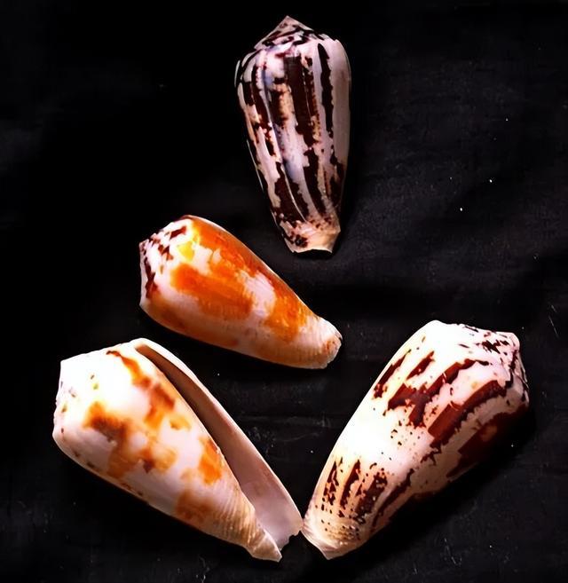 千万网友惊出一身冷汗！这种海螺可短时间致死，遇到千万别碰！