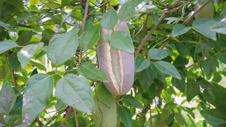 秋天到了，这种“炸裂”的野果你吃过没？