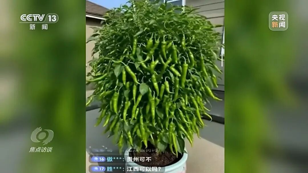 女主播正带货,身后农户诡异“融”进辣椒里…… 女主播正带货,身后农户诡异“融”进辣椒里……