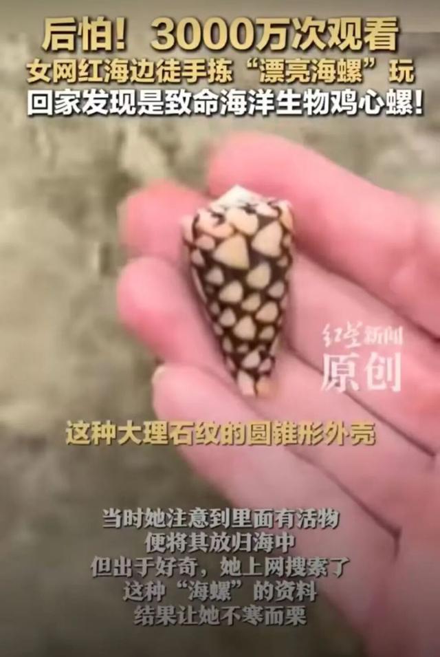 千万网友惊出一身冷汗！这种海螺可短时间致死，遇到千万别碰！